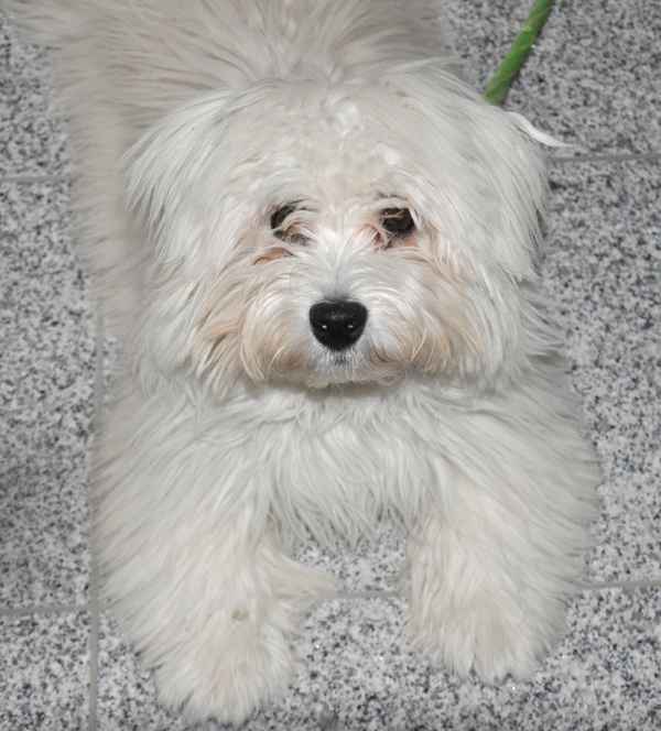 West Highland Terrier
