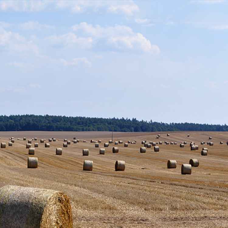 Riesenrollen auf Riesenfeldern