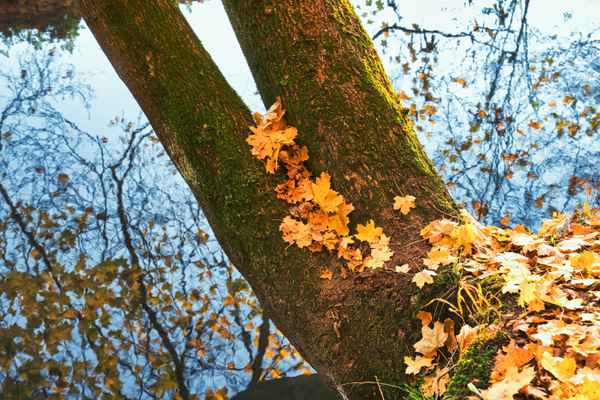 Herbst-abendliches Bachidyll