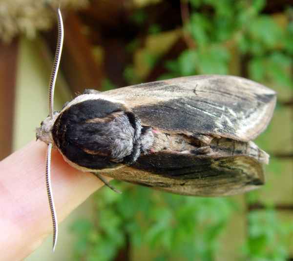 Ligusterschwärmer  Bild 4 von 7