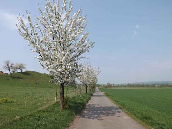 Radweg im April