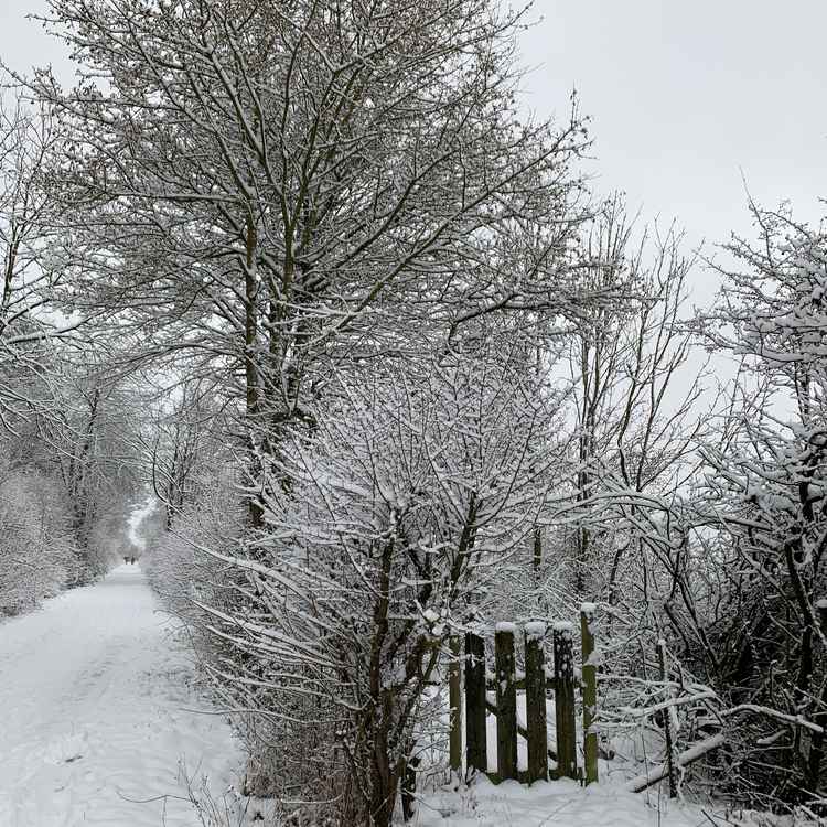Schnee auf dem Spazierweg, mit Gartentürchen
