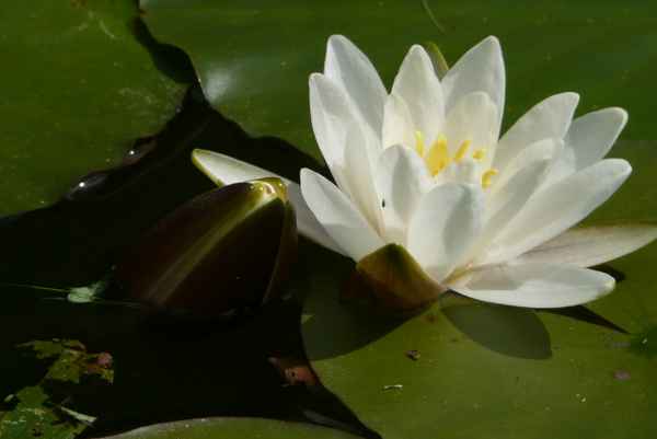 Seerose 3