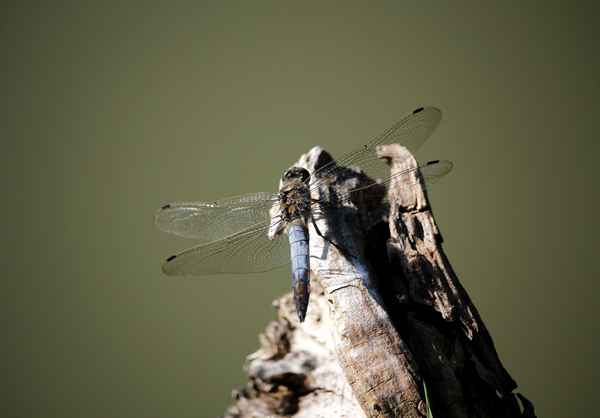 blaupfeil libelle