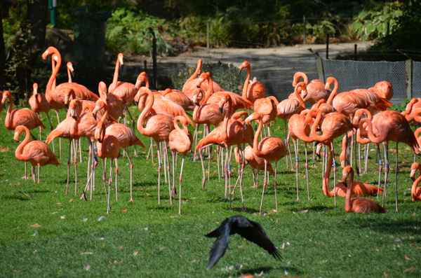 Könnt Ihr auch Fliegen ?