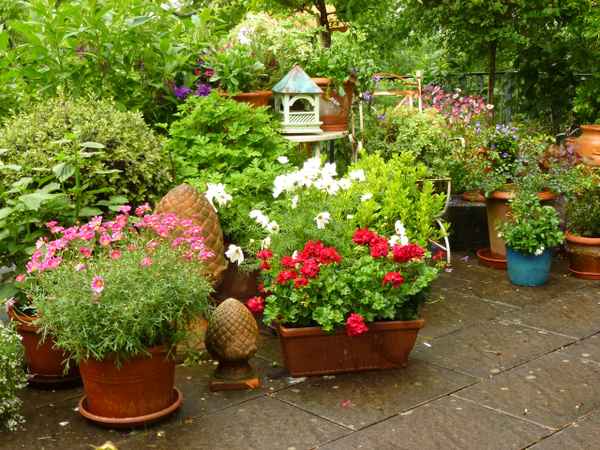 Kübelpflanzen auf der Terrasse