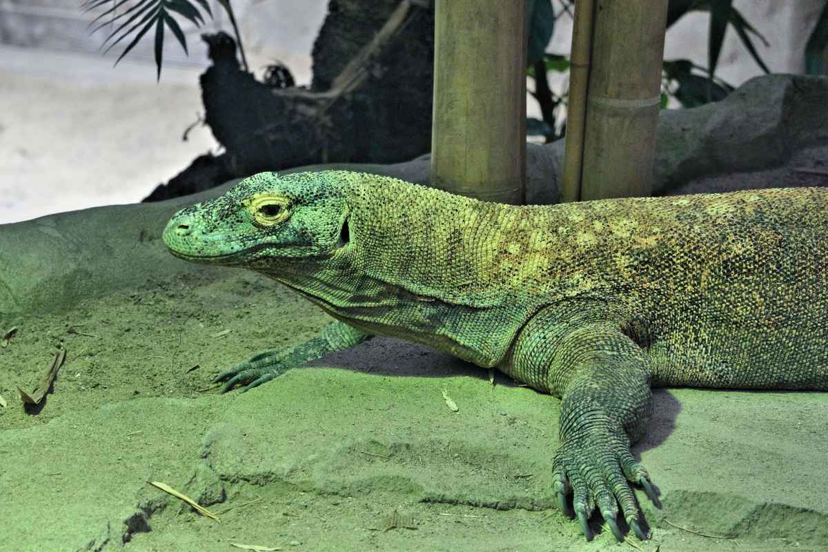 Komodowaran