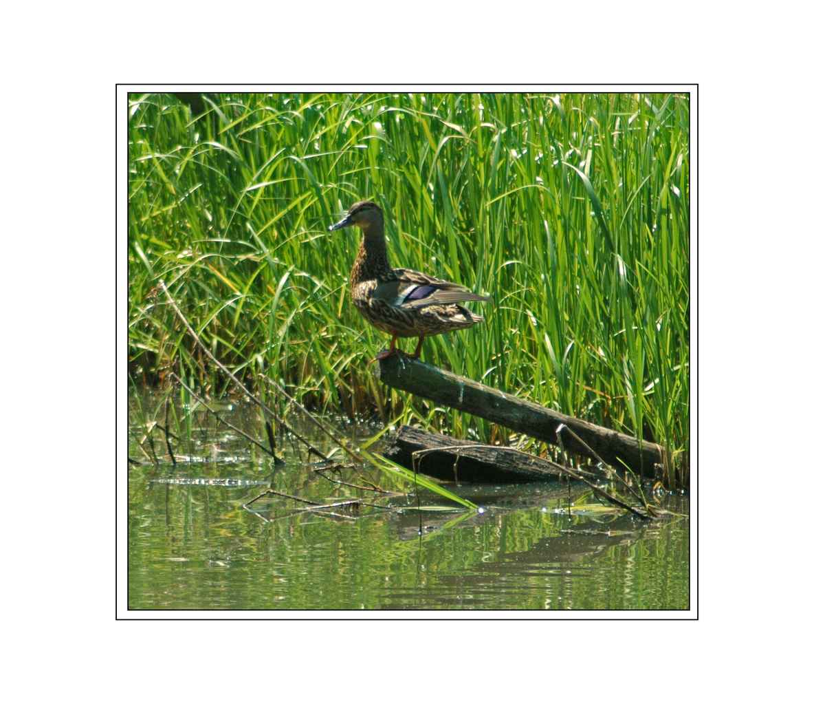 Ente