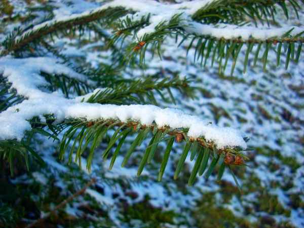 Tannenzweig von Schnee bedeckt