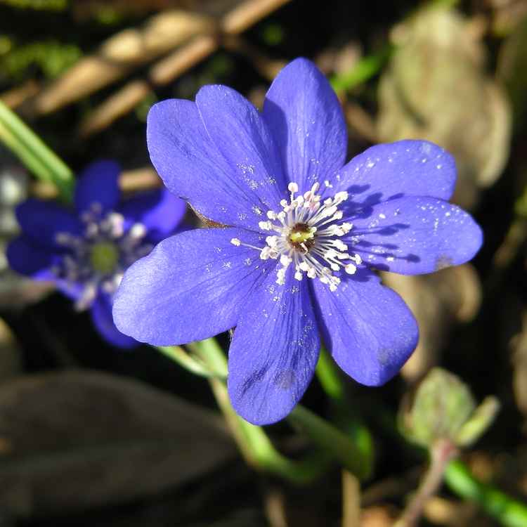 Leberblümchen - blau