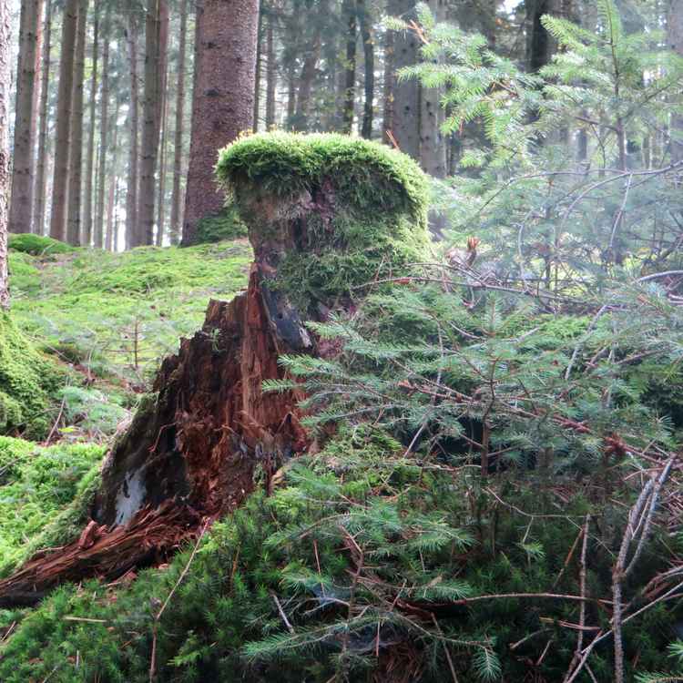 ich fùhlte mich beobachtet....