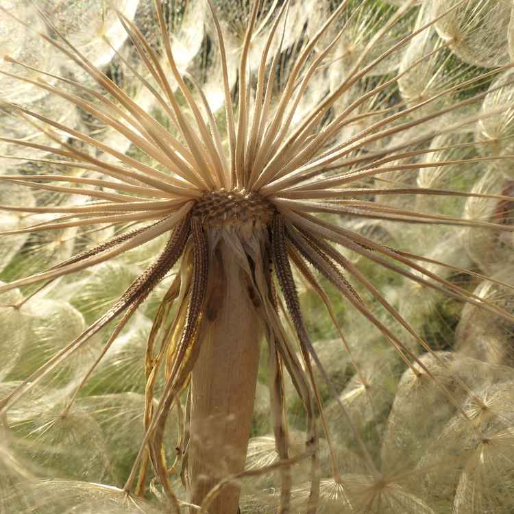 kleiner Wiesenboxbart