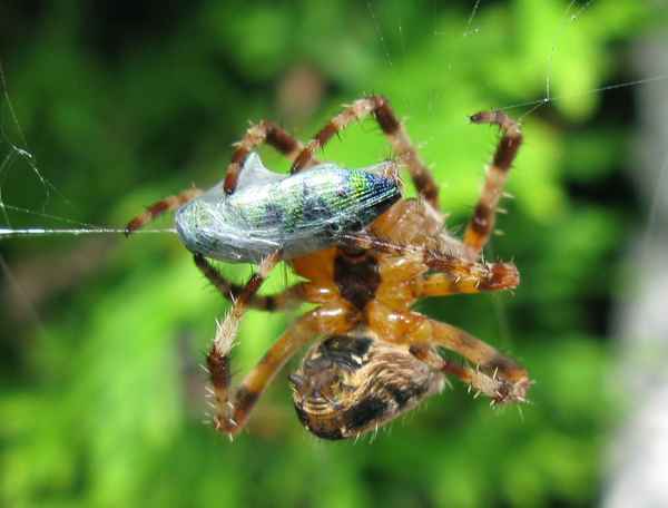 Kreuzspinne beim Spinnen