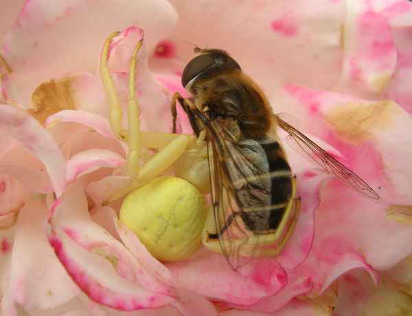 Veränderliche Krabbenspinne