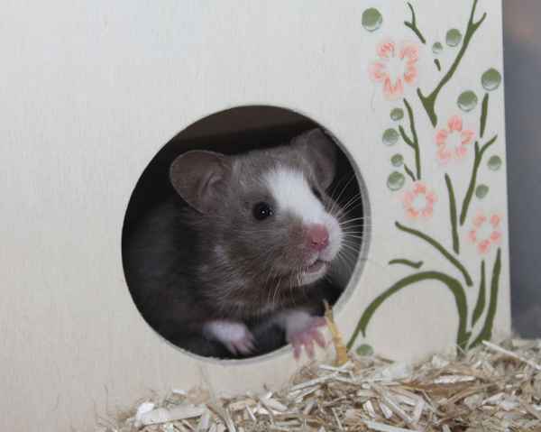 Goldhamster " Caissa"