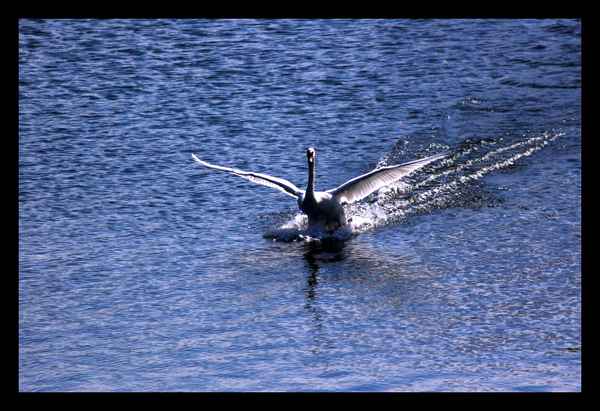Schwan im Landeanflug