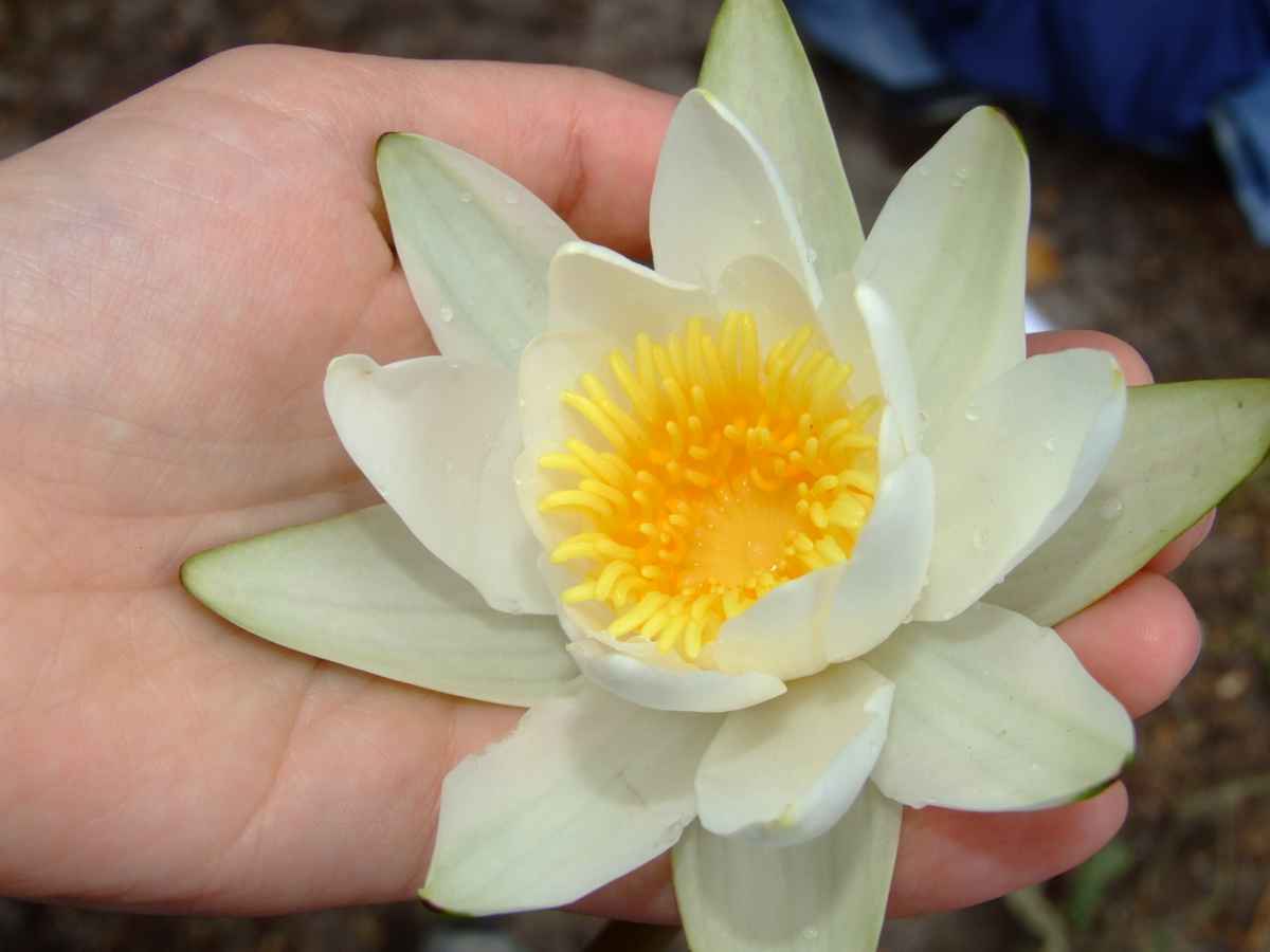 Seerose auf einer Hand
