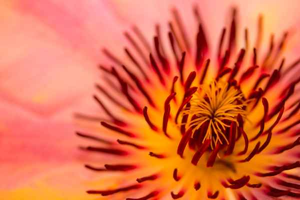 Loderndes Feuer der Clematis