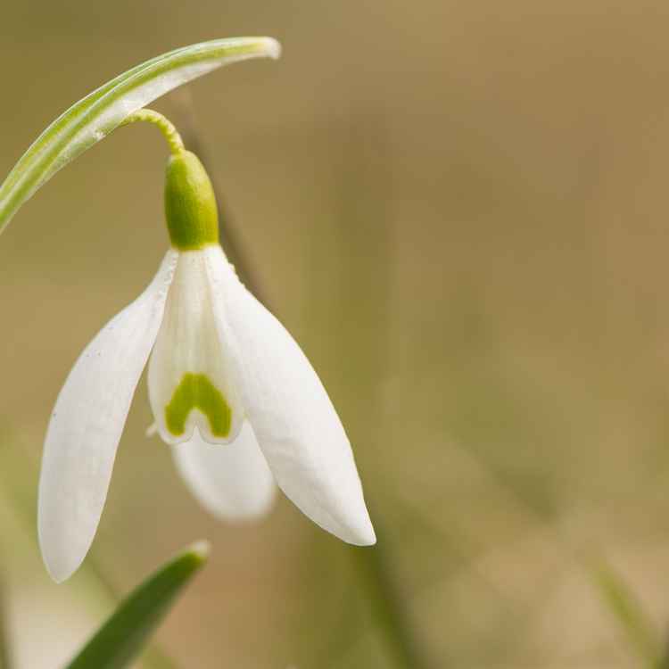 Blüte Schneeglöckchen