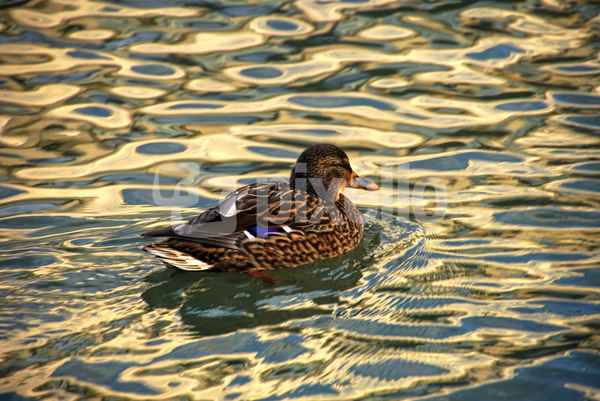 Ente II