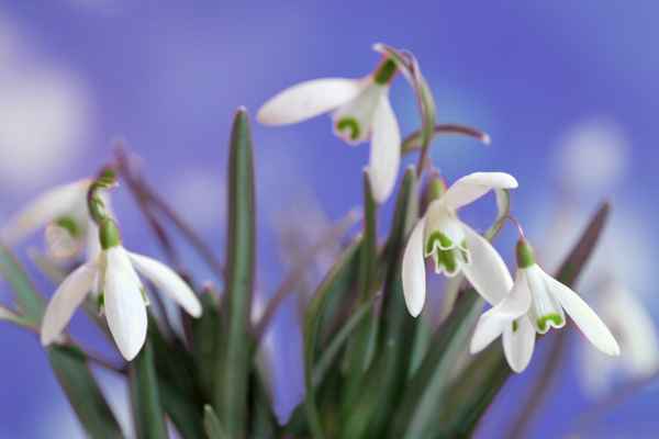 Schneeglöckchen blau