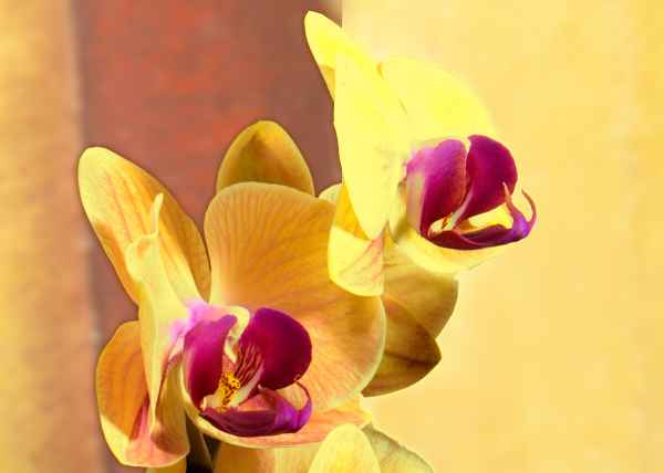 Schönheit in Gelb-Violett