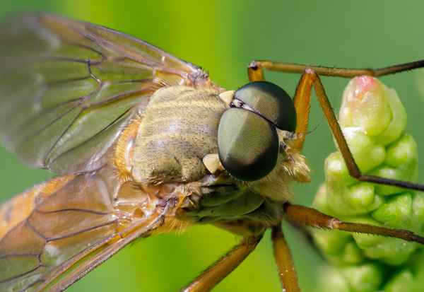 Goldgelbe Schnepfenfliege-Porträt