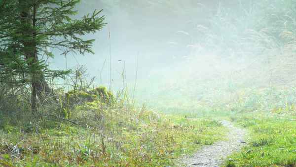 Pfad in den Nebel