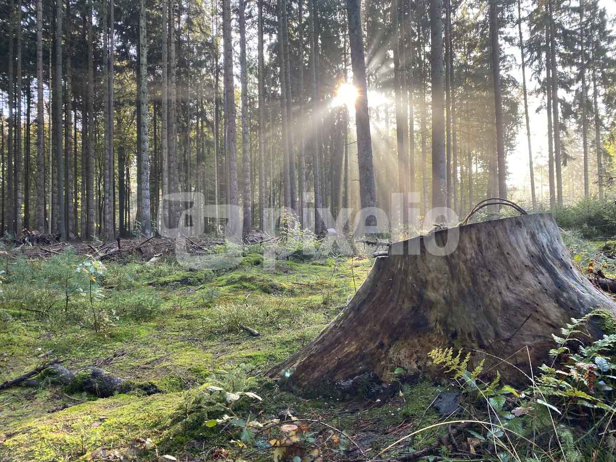 Sonnenstrahlen im Wald / Foto: Alexander Hauk
