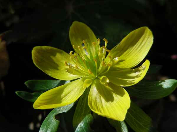 Winterling - Licht und Schatten