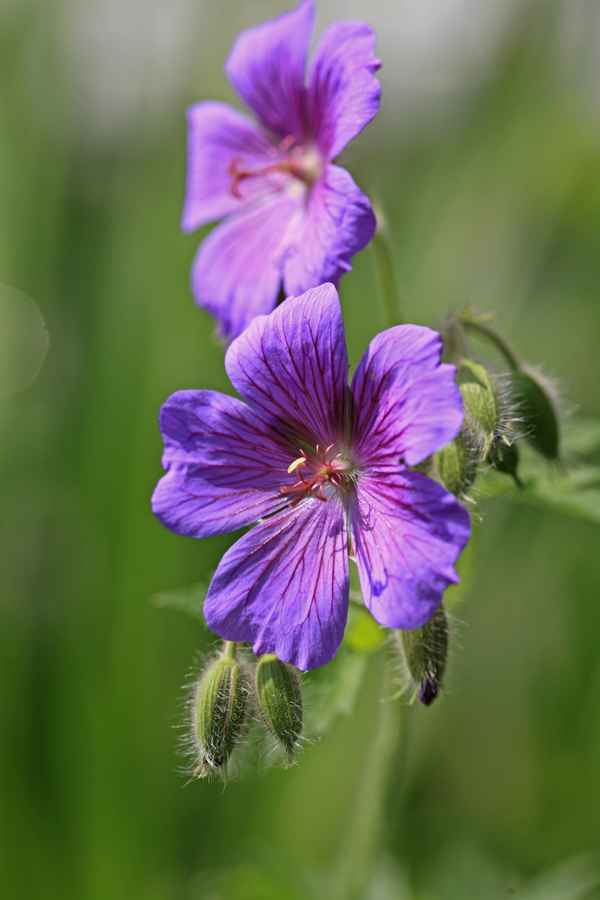 Wiesen-Storchschnabel