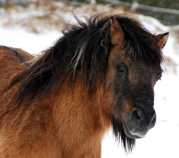 Winterpony