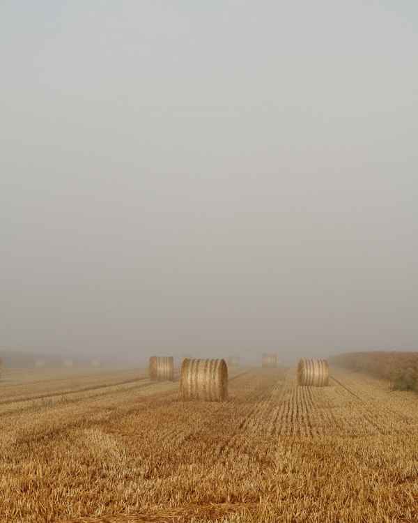 morgens im nebel 2