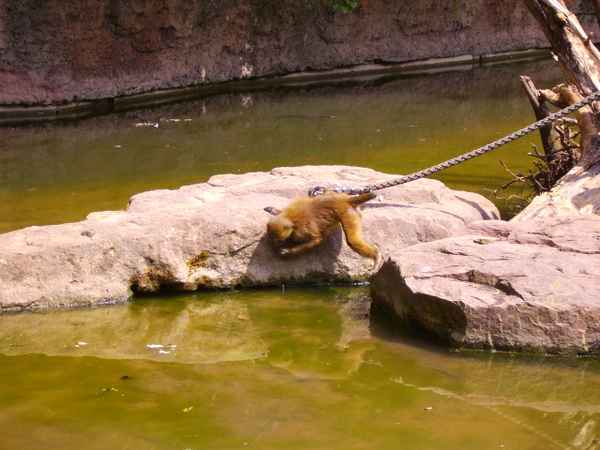 Mutiger Affe