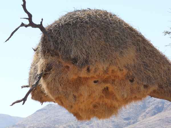 Nestkolonie der Siedelwebervögel (Namibia)