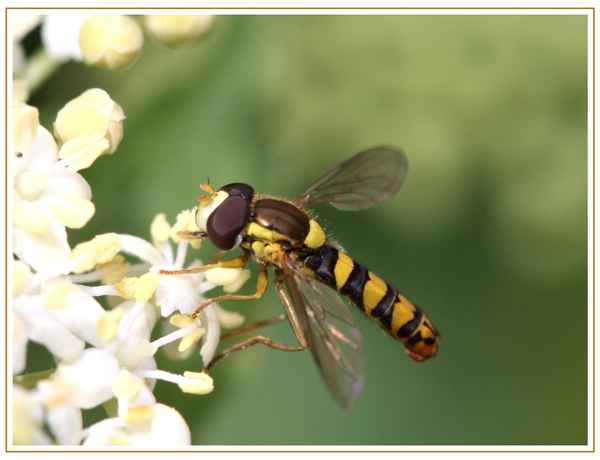 Schwebfliege im Holunderbusch