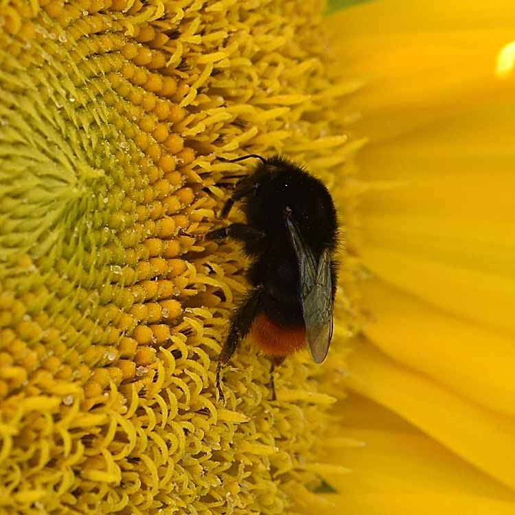 Sonnenblume und Hummel