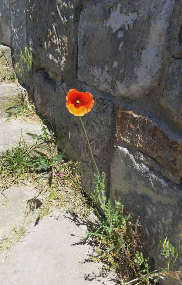  Mauerblümchen