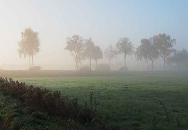 nebel in den wiesen 3