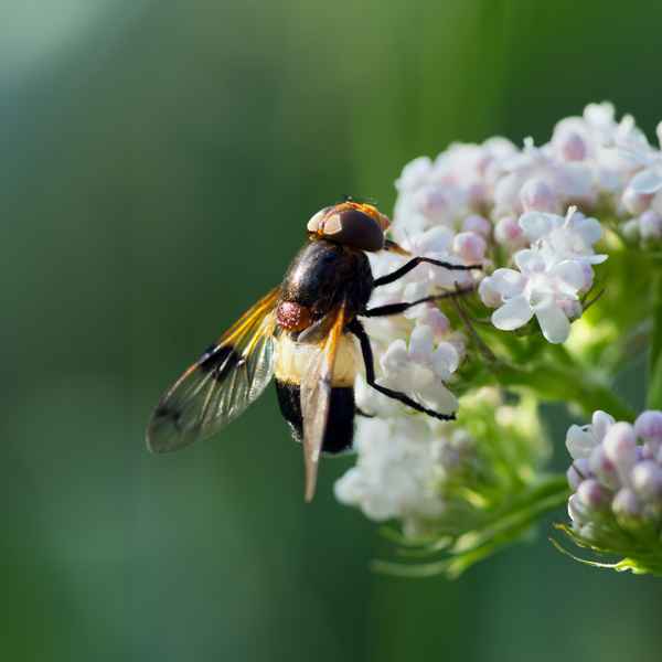 Waldschwebefliege auf Baldrian