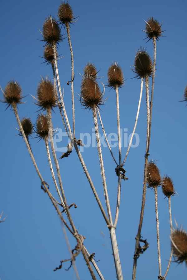 Disteln gen Himmel