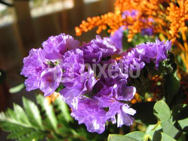 Die blaue Blume