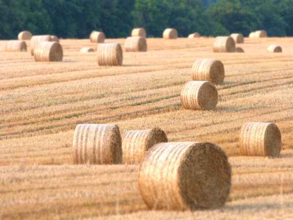 Strohballen im August
