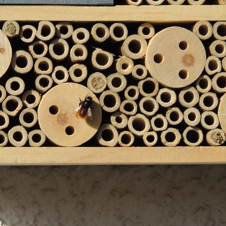 Mauerbiene bei der Arbeit