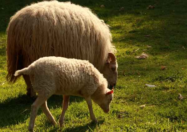 Mutterschaf und Schäfchen