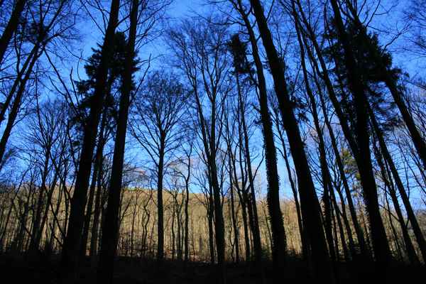 Licht und Schatten im Wald