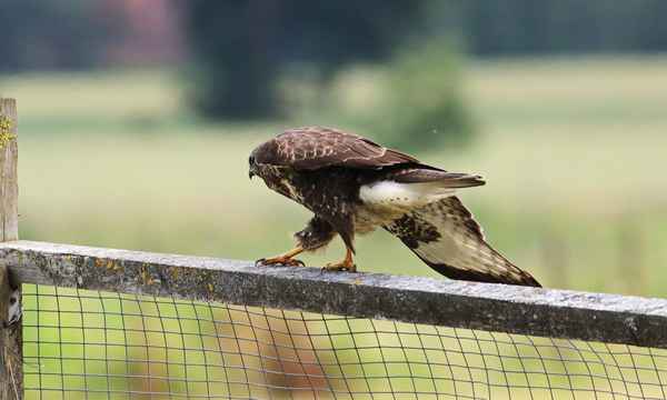 wackelige angelegenheit