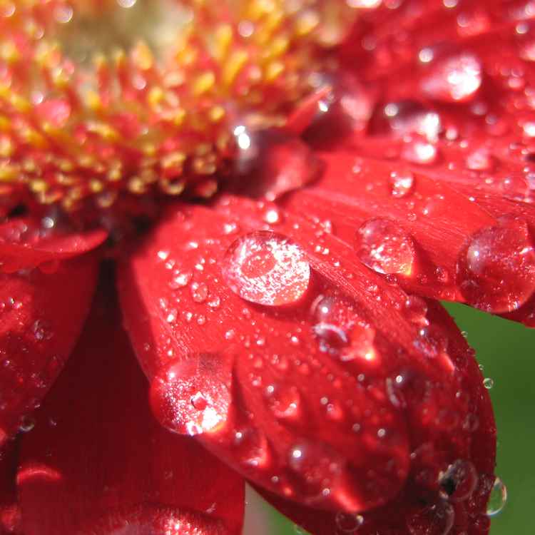 Gerberablüte