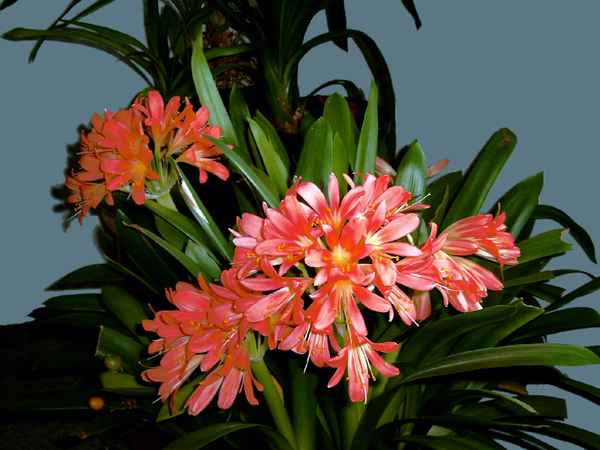 clivia