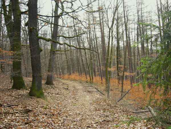 Laubwald im Winter 2